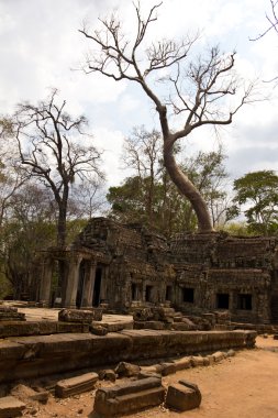 Ta Prohm Tapınağı üzerinde büyüyen ağaç