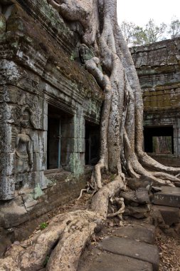 Ağaç kökleri üzerinde windows Ta Prohm