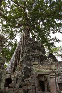 Ta Phrom kalıntıları kapsayan Ağaç kökleri