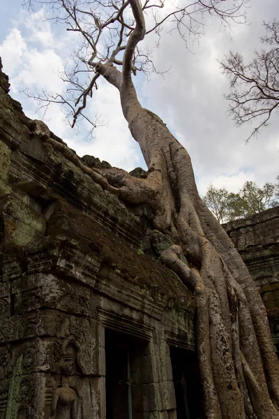 在 Ta Prohm 入口生长的树 — 图库照片