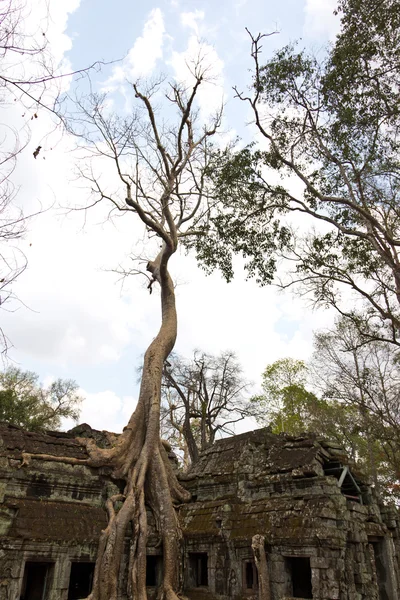 生长在 Ta Phrom 上的大树 — 图库照片