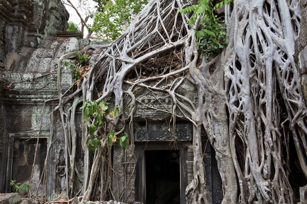 Kořeny stromů pokrývající dveře na Ta Phrom Royalty Free Stock Fotografie