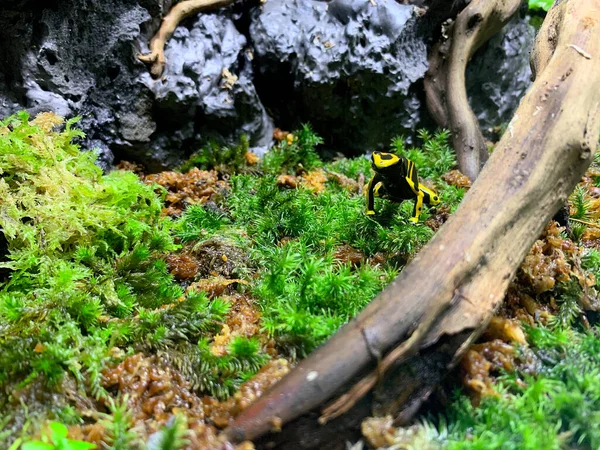 苔藓上的黄色毒蛙 — 图库照片