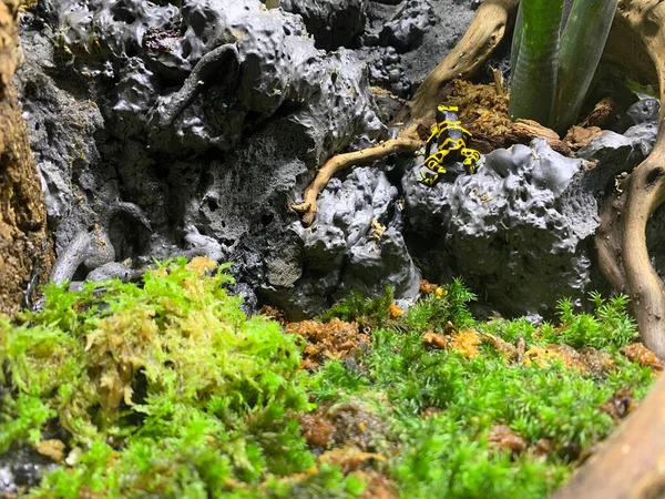 岩石边缘的黄毒飞镖蛙 — 图库照片