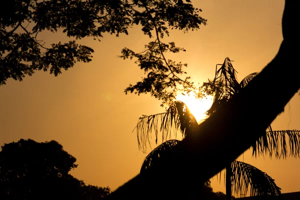 Восход солнца из-за дерева — стоковое фото