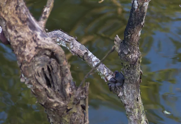 Crabe grimpant sur une branche — Photo