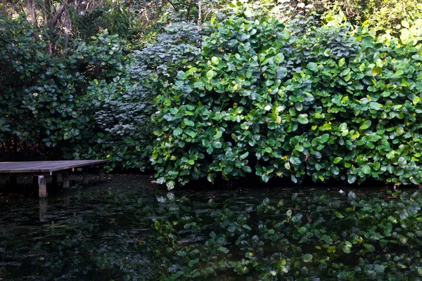 Reflections at a pond — Stock Photo, Image