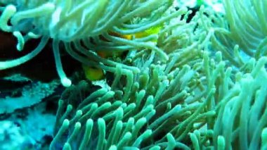 Maldivler deniz anemone Blackfinned tehlikede (Amphiprion nigripes)
