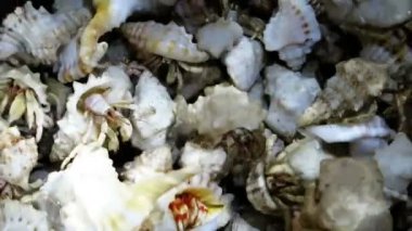 Münzevi kimse Yengeç bir başka bir yere tırmanma kümesi