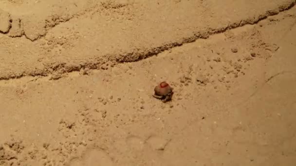Raça de caranguejo eremita — Vídeo de Stock