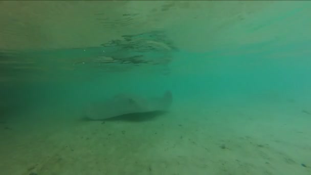 Underwater footage of a large stingray in Maldives — Stock Video