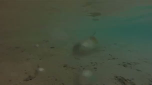 Underwater footage of juvenile blacktip reef shark swimming in shallow waters — Stock Video