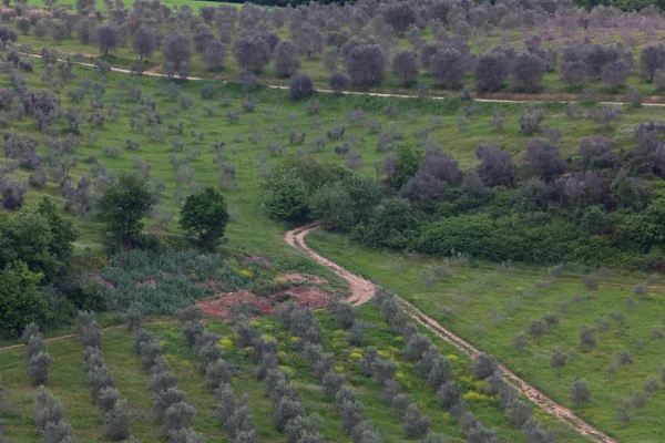 Olijf boom plantage in Toscane — Stockfoto