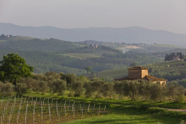 Типичный тосканский дом с виноградниками и оливковыми деревьями — стоковое фото