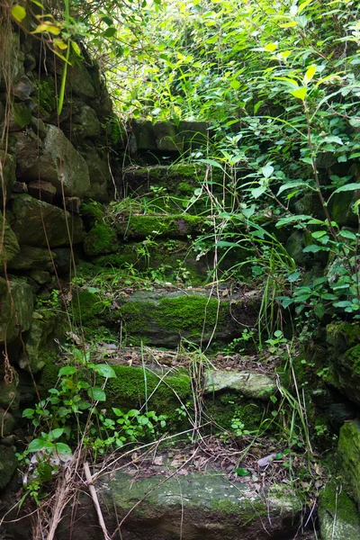 Marches de pierre envahies par les plantes et la mousse — Photo