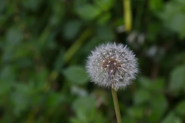 Dandelion seed head on green background — Stock Photo, Image