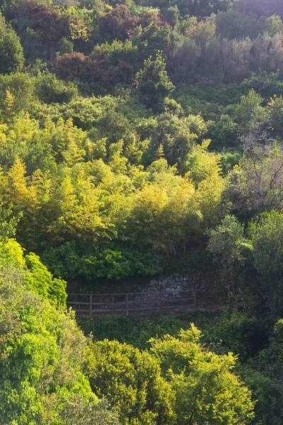 A Cinque Terre, Olaszország növényzettel borított sétaút — Stock Fotó