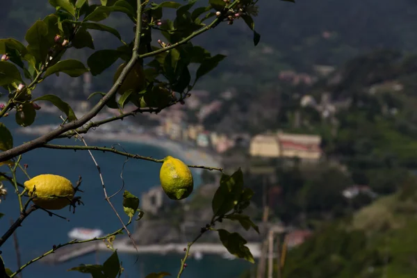 Célèbres citronniers des Cinque Terre surplombant Monterosso — Photo