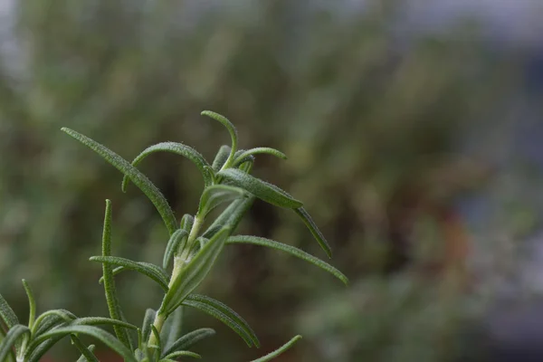 Tallo de cultivo de romero — Foto de Stock