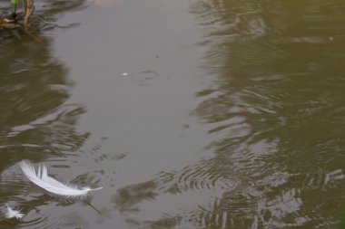 Büyük kuğu tüy bir havuzda