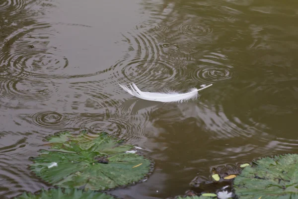漂浮在池塘里的天鹅羽毛 — 图库照片
