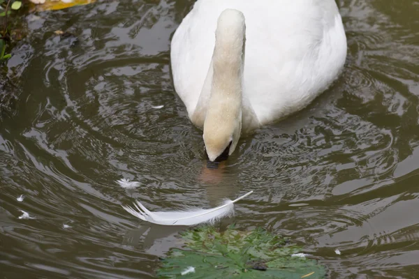 Swan foerageren naar voedsel — Stockfoto