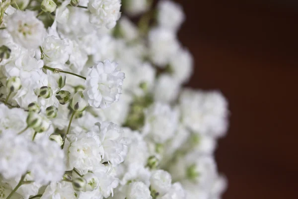 Baby's breath kwiaty na brązowy — Zdjęcie stockowe