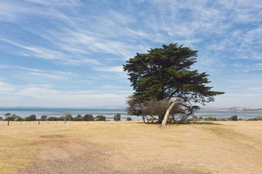 Yalnız ağaç Philip Adası