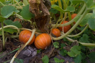 Bir gruptaki kabak yama