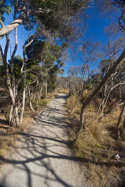 Path in the outback bush of Australia — Stock Photo, Image