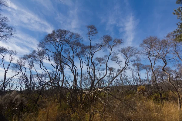 Australian outback z błękitnym niebem — Zdjęcie stockowe