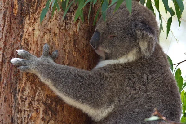 Koala hanging onto eucalyptus tree while sleeping — Stock Photo, Image