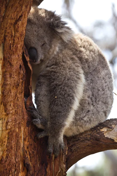 Koala dormindo durante o dia — Fotografia de Stock