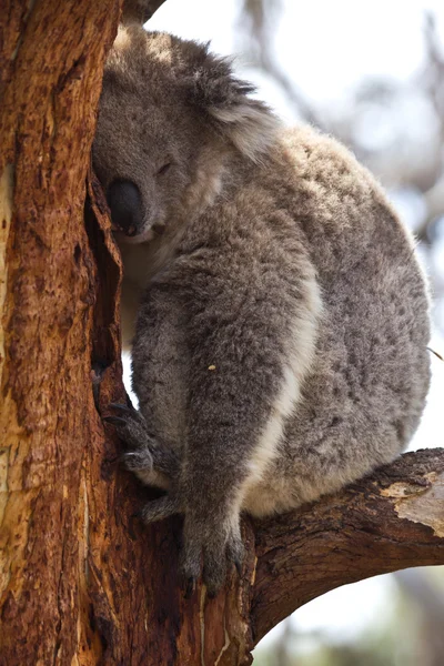 Koala spánku během dne Royalty Free Stock Obrázky