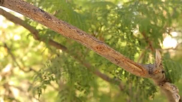 Äste bewegen sich im Wind — Stockvideo