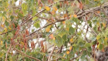 Yağmurda ağaç yaprak