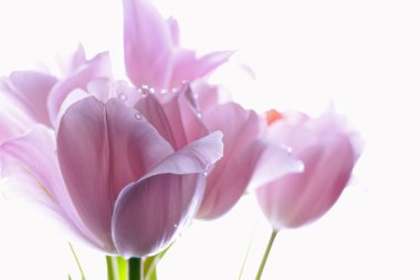 Çiçek Lale??? ????????, ?? ????? ????