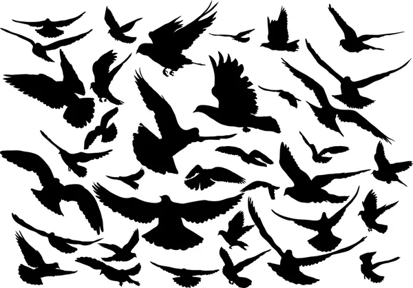 Vector set of silhouettes of 36 flying birds — Stock Vector