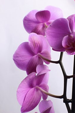 Güzel orkide fışkın