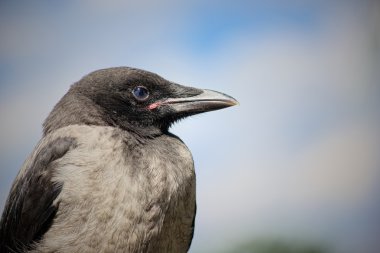 Portrait of a gray crow clipart