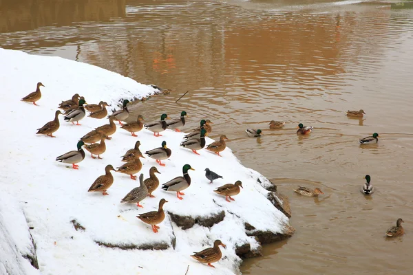 Grupo de patos en el agua . — Foto de Stock