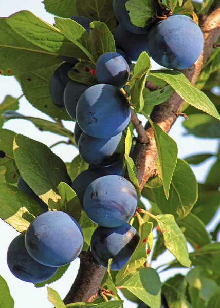 Frutto di prugna su un albero . — Foto Stock