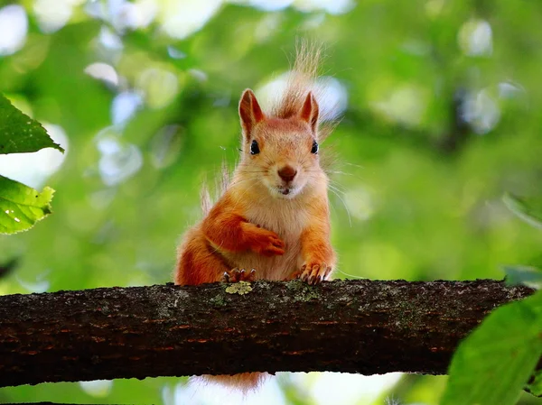 Kleines Eichhörnchen im Herbstholz. — Stockfoto