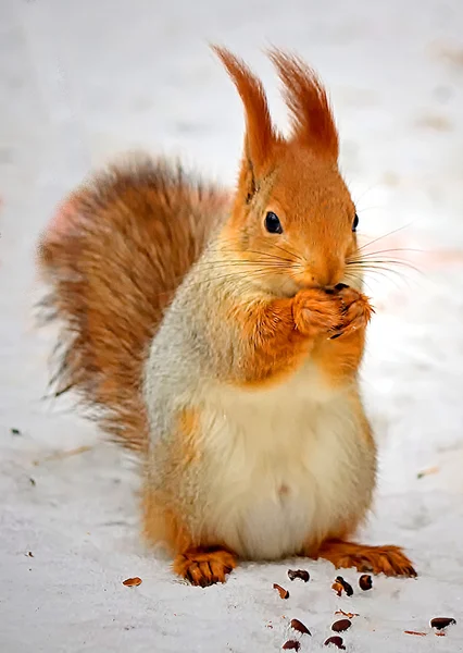 Squirrel in the winter forest — Stock Photo, Image