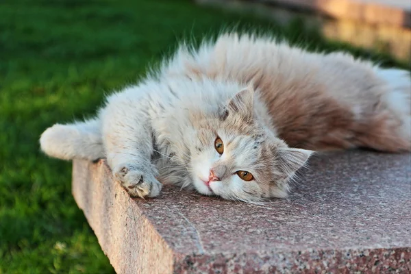 Fröhliche Streunerkatze. — Stockfoto