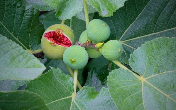 Fichi di filiale . — Foto Stock