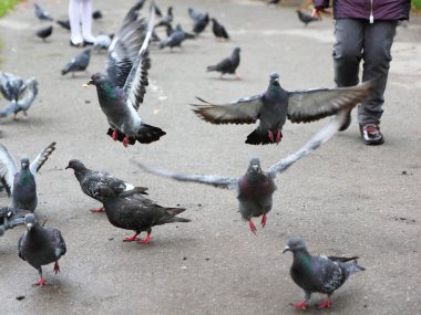 Şehir güvercinleri.
