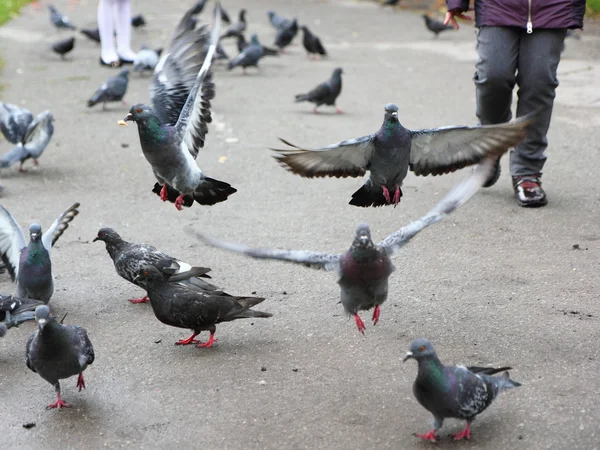 Pigeons urbains . — Photo