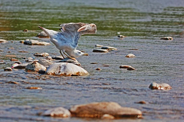 Gaviota sobre una roca. — Foto de Stock