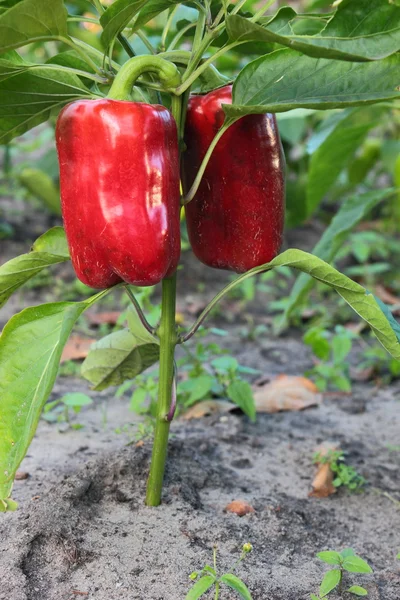 Pimiento. Imágenes de stock libres de derechos